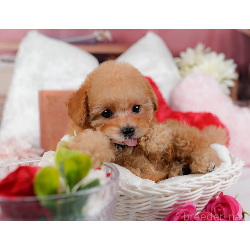 販売中の神奈川県のタイニープードル-431545の7枚目