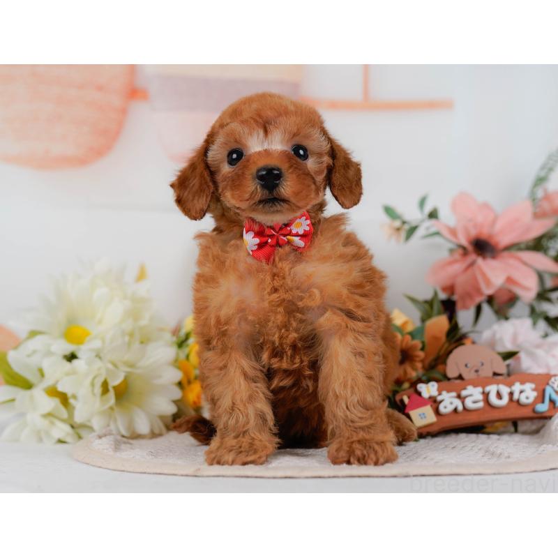 販売中の神奈川県のタイニープードル-431575の14枚目