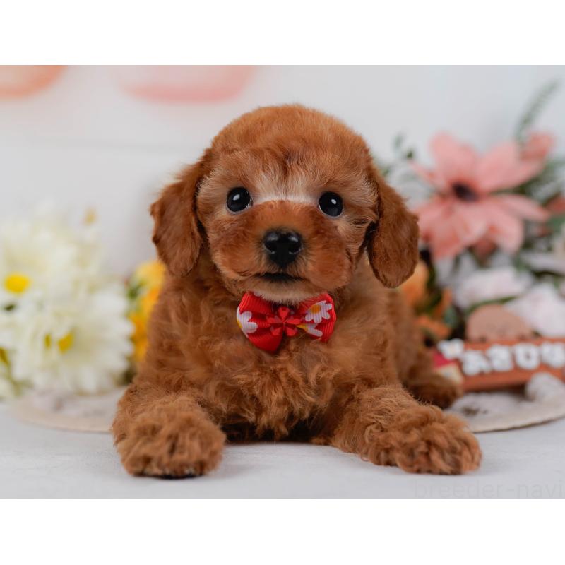 販売中の神奈川県のタイニープードル-431575の13枚目