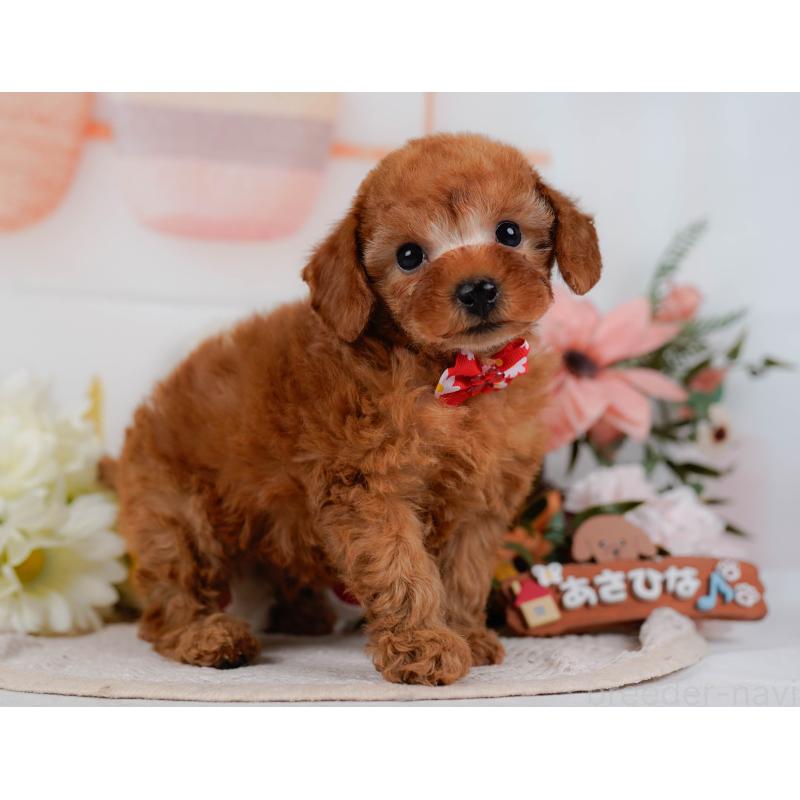 販売中の神奈川県のタイニープードル-431575の12枚目