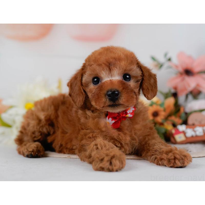 販売中の神奈川県のタイニープードル-431575の11枚目