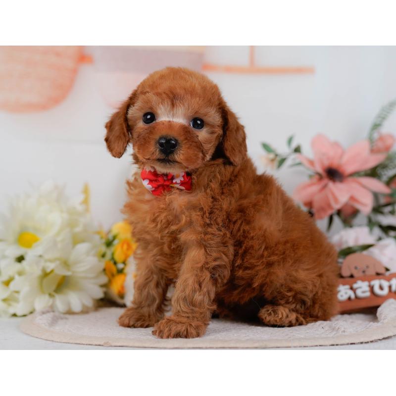 販売中の神奈川県のタイニープードル-431575の10枚目