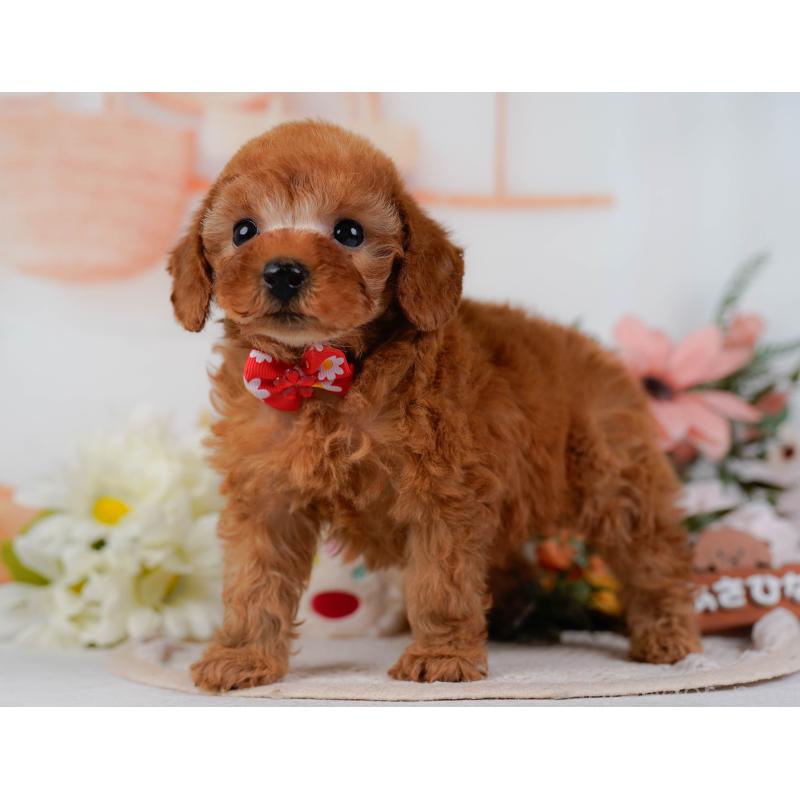 販売中の神奈川県のタイニープードル-431575の9枚目