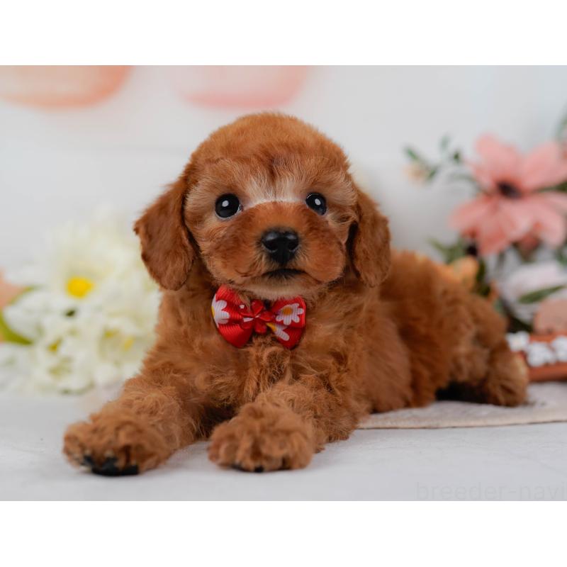 販売中の神奈川県のタイニープードル-431575の8枚目