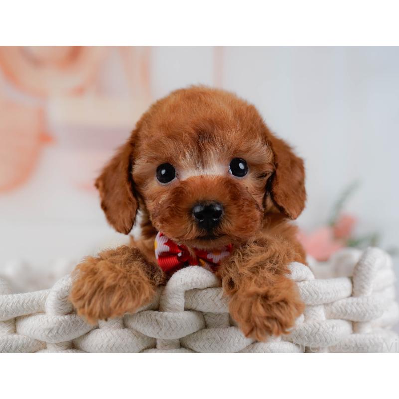 販売中の神奈川県のタイニープードル-431575の7枚目