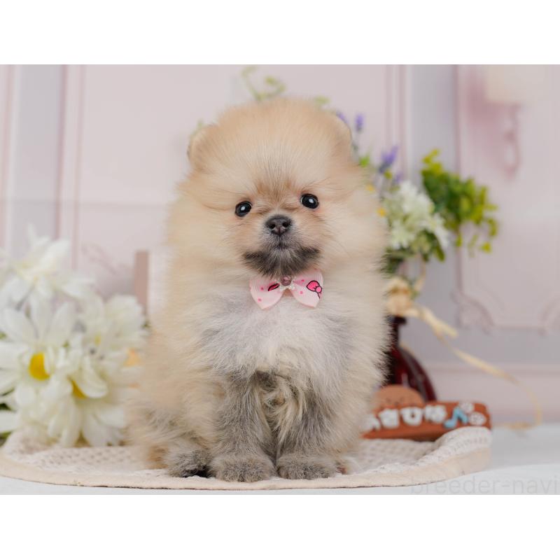 販売中の神奈川県のポメラニアン-431571の14枚目