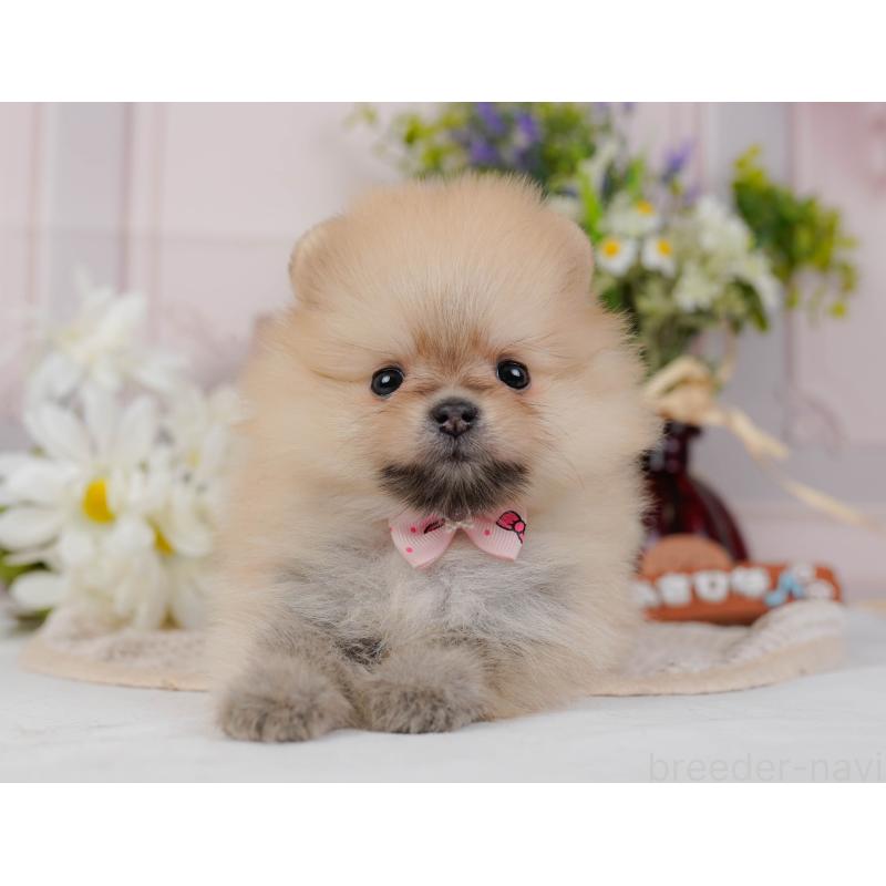 販売中の神奈川県のポメラニアン-431571の13枚目