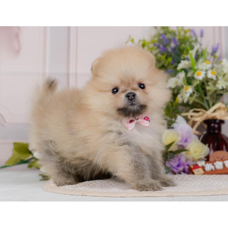 販売中の神奈川県のポメラニアン-431571の12枚目