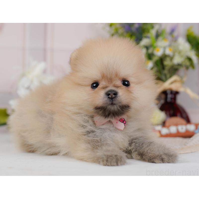 販売中の神奈川県のポメラニアン-431571の11枚目