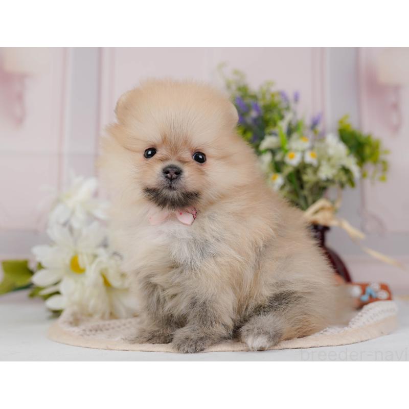 販売中の神奈川県のポメラニアン-431571の10枚目