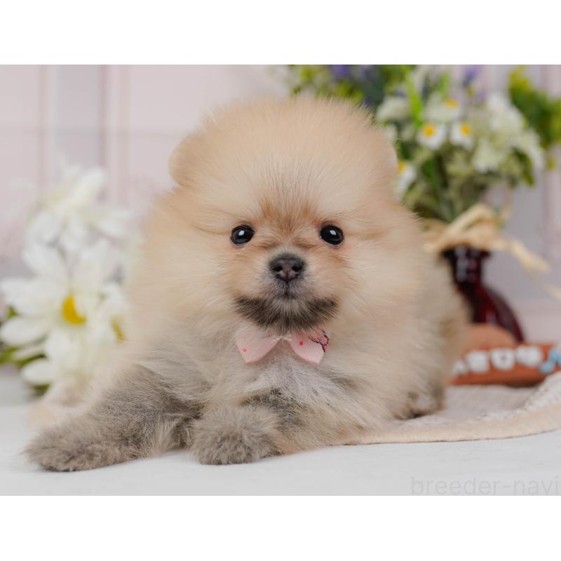 販売中の神奈川県のポメラニアン-431571の9枚目
