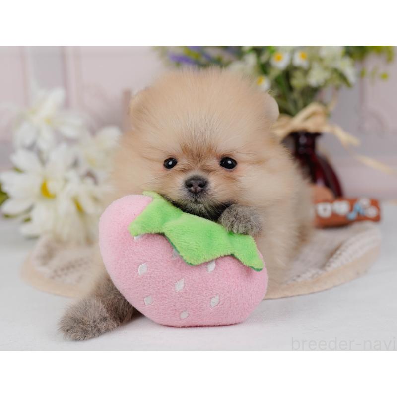 販売中の神奈川県のポメラニアン-431571の8枚目