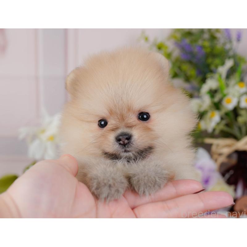 販売中の神奈川県のポメラニアン-431571の7枚目