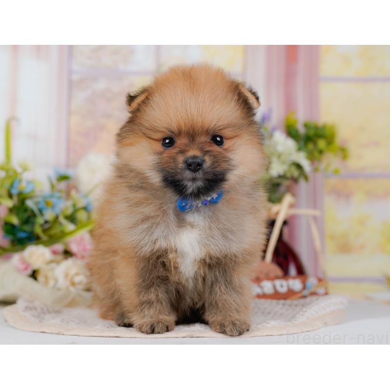 販売中の神奈川県のポメラニアン-431573の14枚目