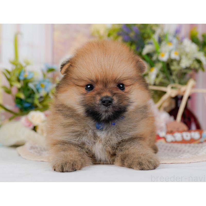 販売中の神奈川県のポメラニアン-431573の13枚目