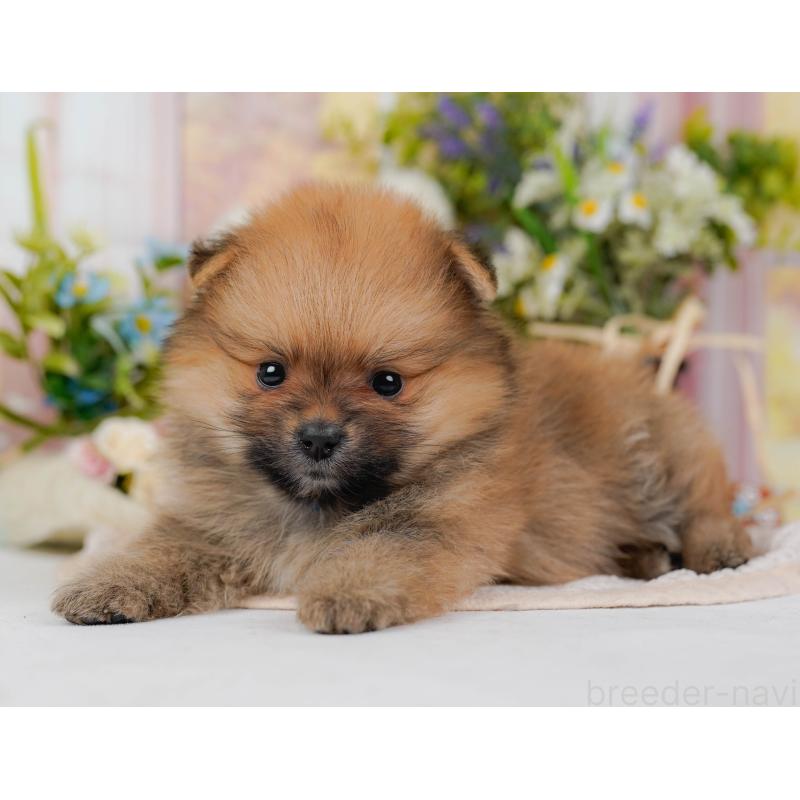 販売中の神奈川県のポメラニアン-431573の9枚目