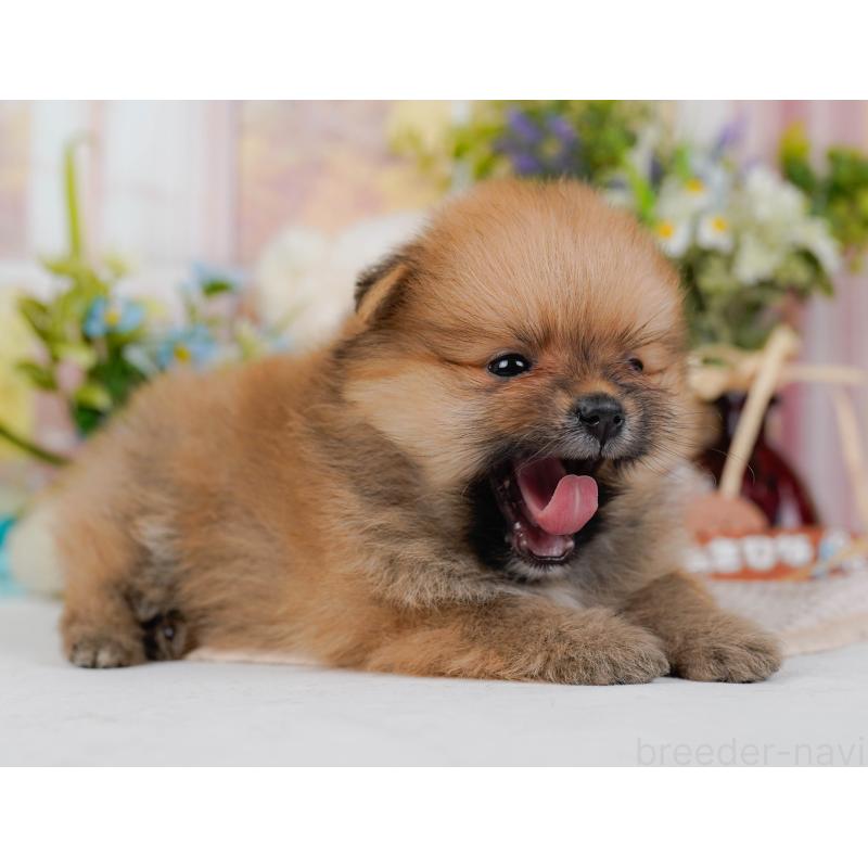 販売中の神奈川県のポメラニアン-431573の8枚目