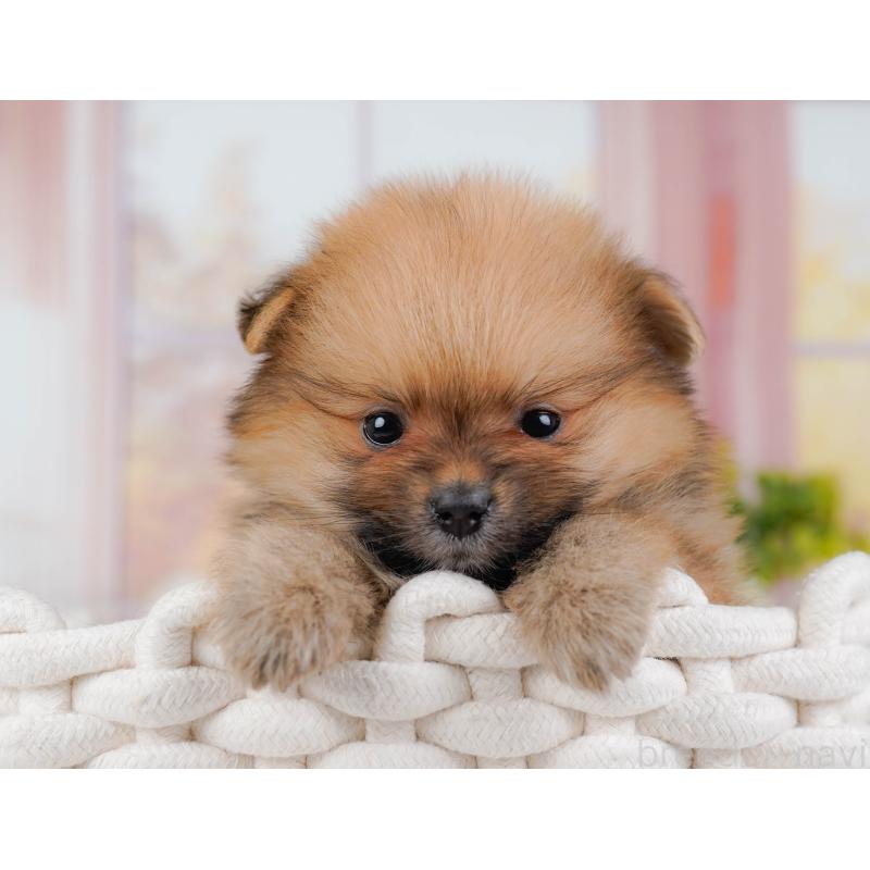 販売中の神奈川県のポメラニアン-431573の7枚目