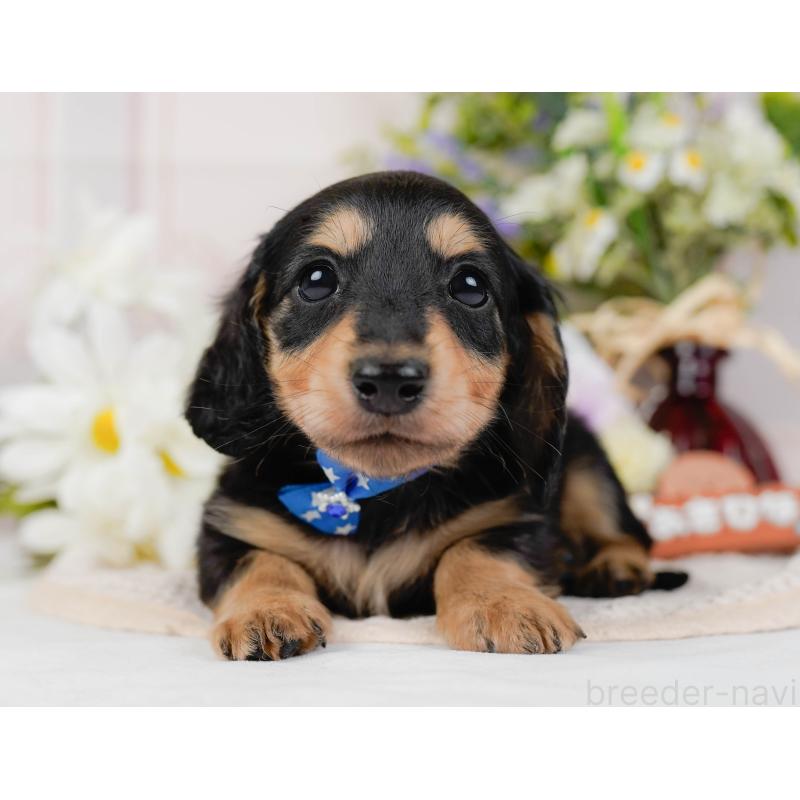 販売中の神奈川県のカニンヘンダックスフンド(ロングヘアード)-431561の11枚目