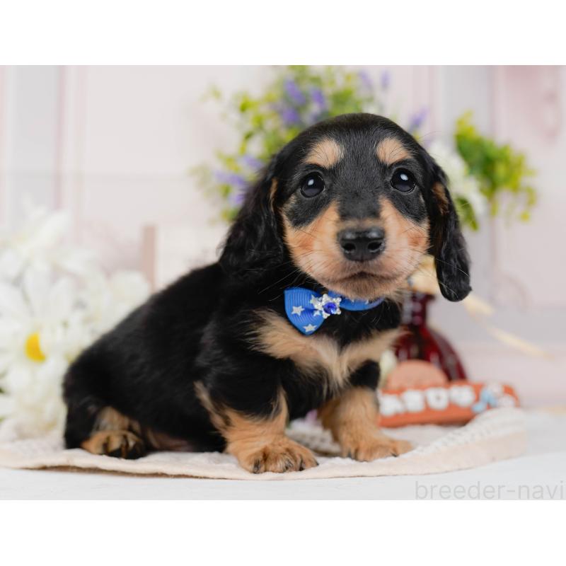 販売中の神奈川県のカニンヘンダックスフンド(ロングヘアード)-431561の10枚目