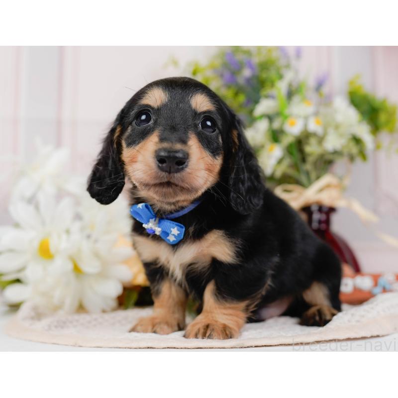 販売中の神奈川県のカニンヘンダックスフンド(ロングヘアード)-431561の9枚目