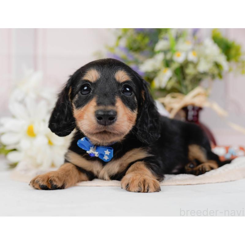 販売中の神奈川県のカニンヘンダックスフンド(ロングヘアード)-431561の8枚目