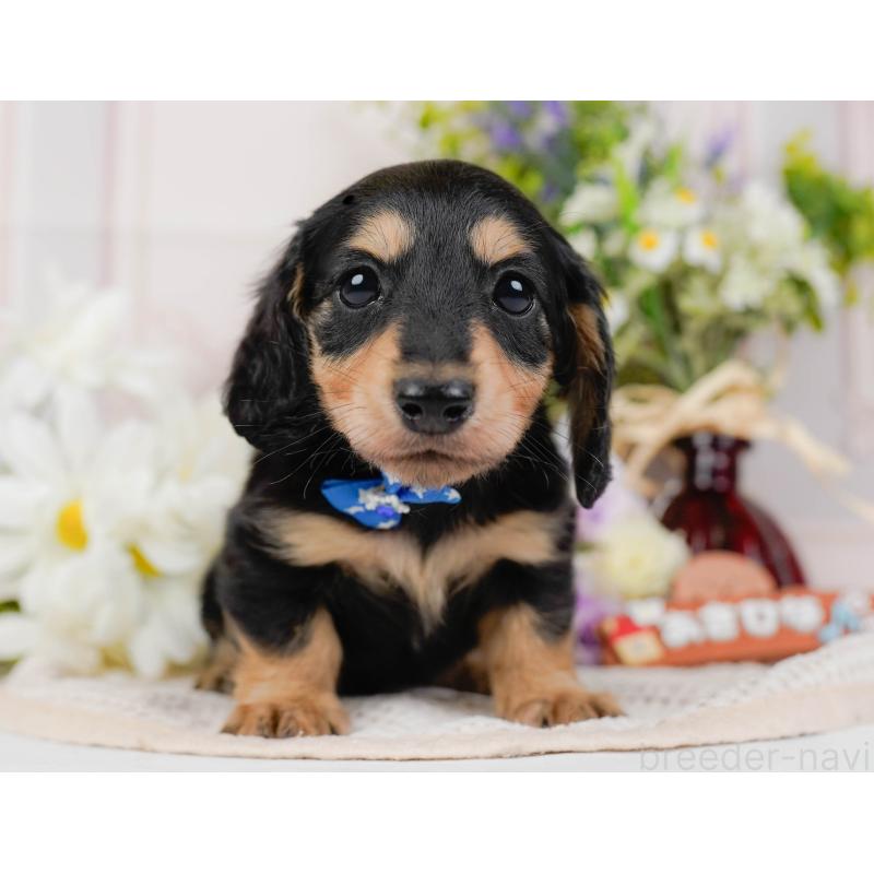 販売中の神奈川県のカニンヘンダックスフンド(ロングヘアード)-431561の7枚目