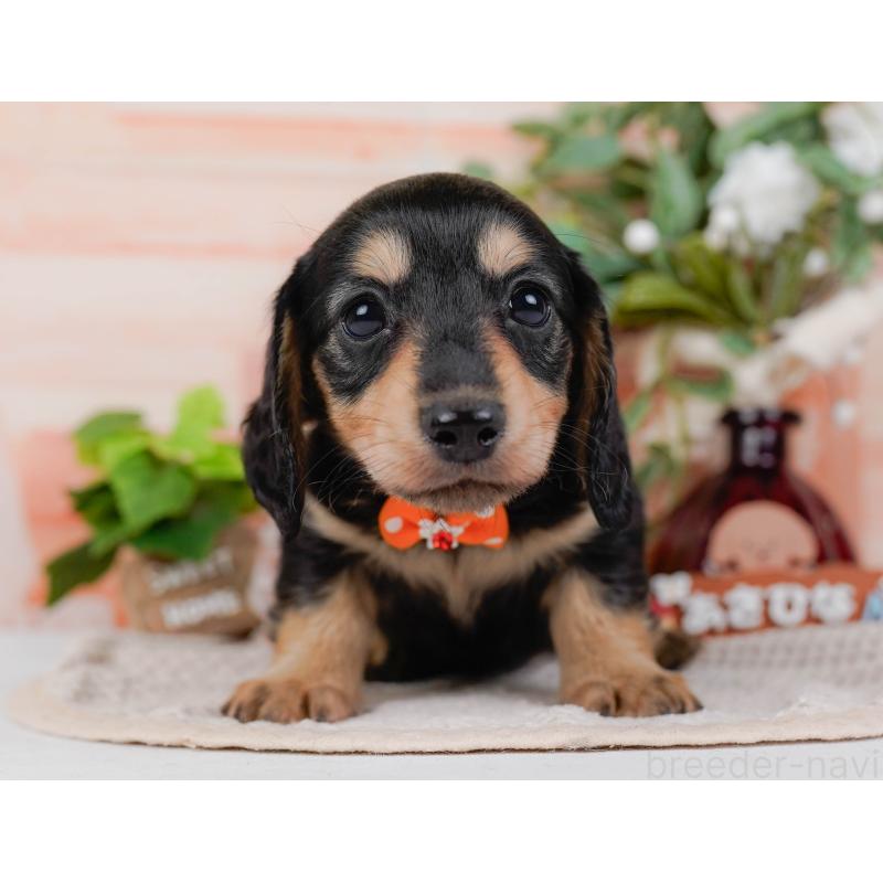 販売中の神奈川県のカニンヘンダックスフンド(ロングヘアード)-431565の14枚目