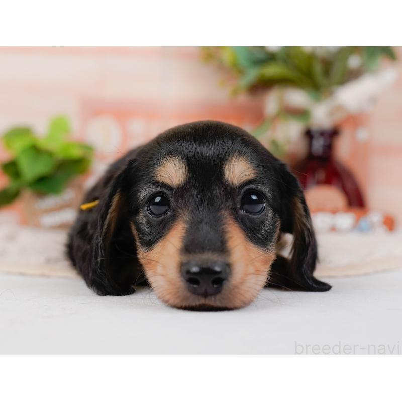 販売中の神奈川県のカニンヘンダックスフンド(ロングヘアード)-431565の13枚目