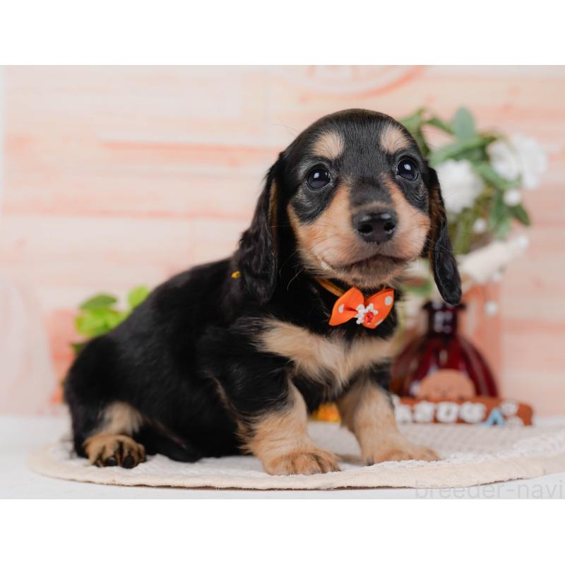 販売中の神奈川県のカニンヘンダックスフンド(ロングヘアード)-431565の12枚目