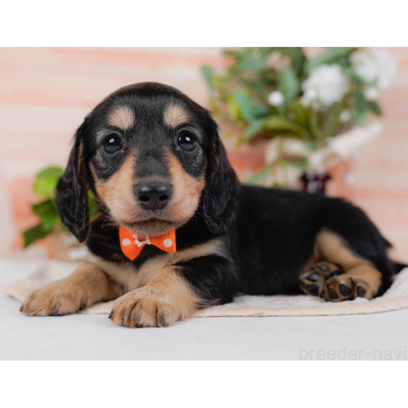 販売中の神奈川県のカニンヘンダックスフンド(ロングヘアード)-431565の10枚目