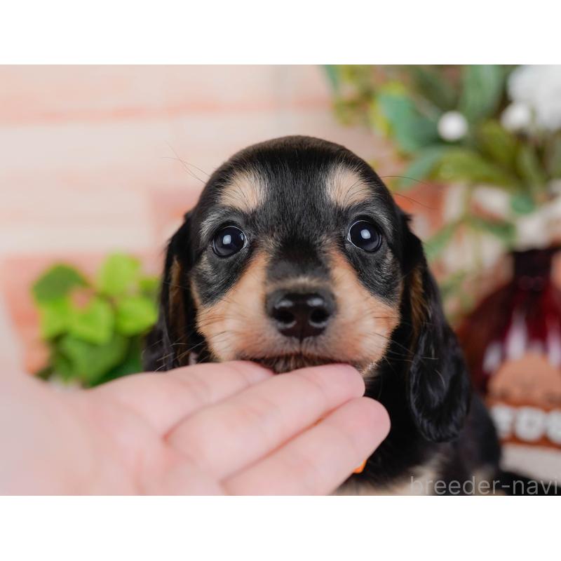 販売中の神奈川県のカニンヘンダックスフンド(ロングヘアード)-431565の9枚目