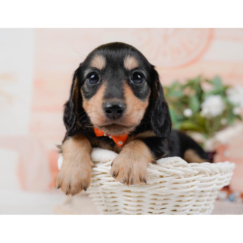 販売中の神奈川県のカニンヘンダックスフンド(ロングヘアード)-431565の8枚目