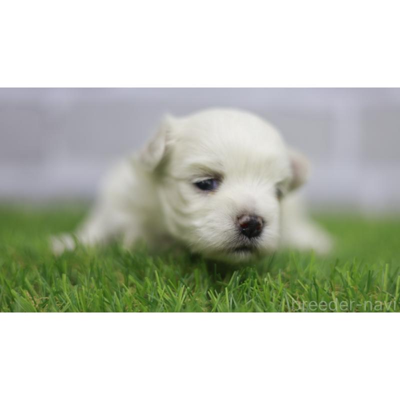 販売中の三重県のマルチーズ-431720の8枚目