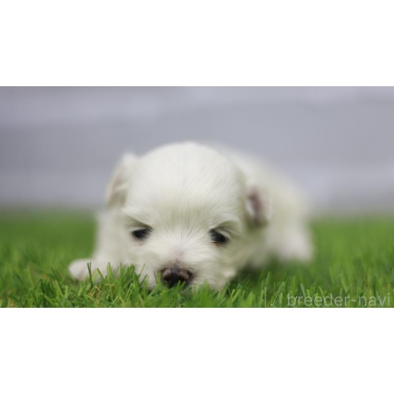 販売中の三重県のマルチーズ-431720の7枚目