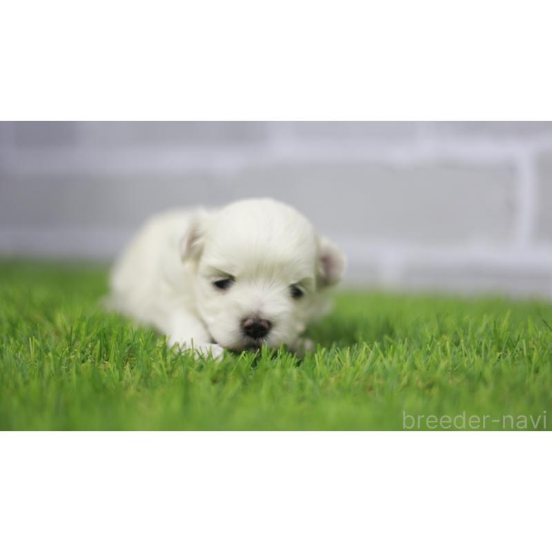 販売中の三重県のマルチーズ-431720の6枚目