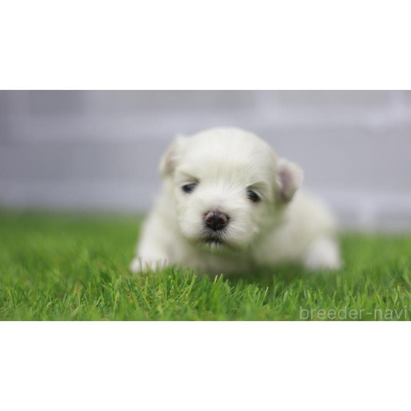 販売中の三重県のマルチーズ-431720の5枚目