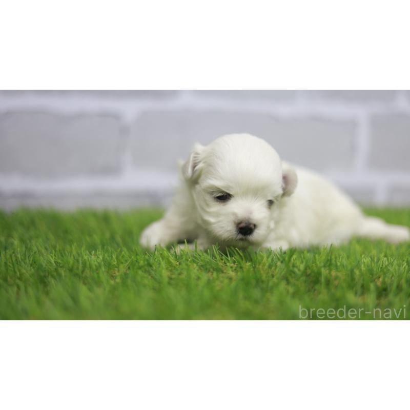 販売中の三重県のマルチーズ-431720の4枚目