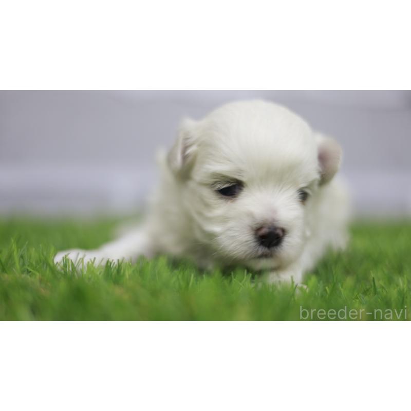 販売中の三重県のマルチーズ-431720の3枚目