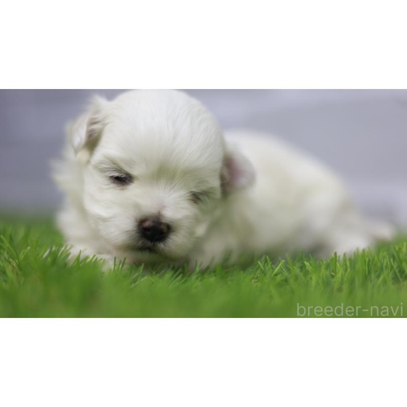 販売中の三重県のマルチーズ-431720の2枚目