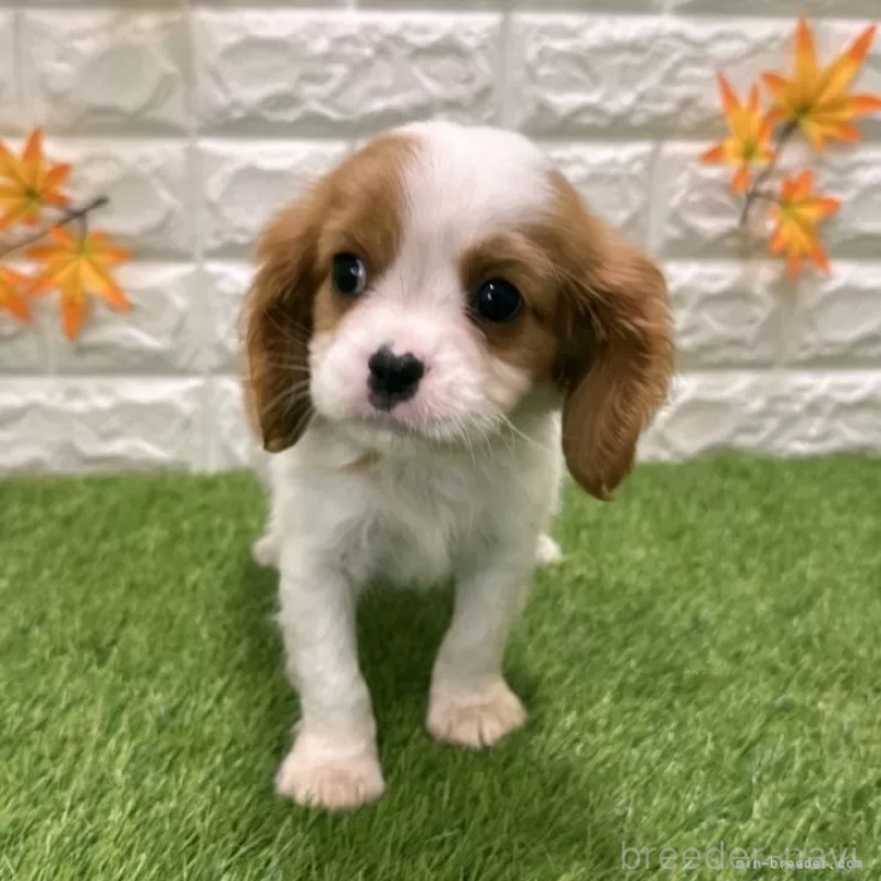 販売中の愛知県のキャバリアキングチャールズスパニエル-427112