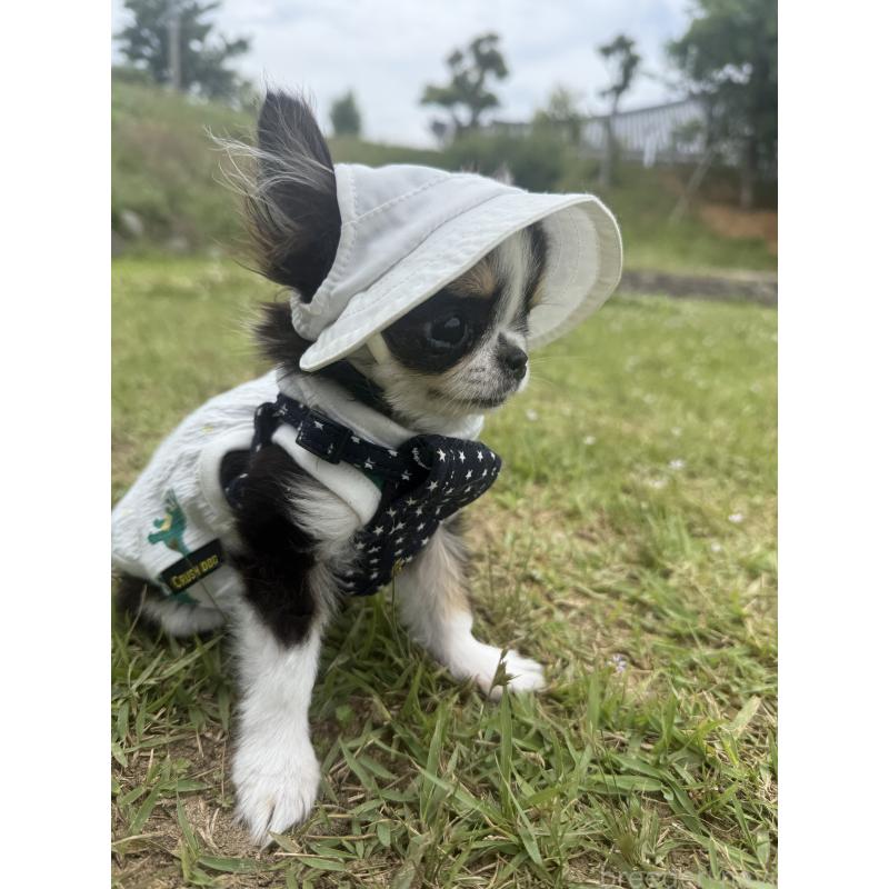 販売中の福岡県のチワワ(ロングコート)-431722の8枚目