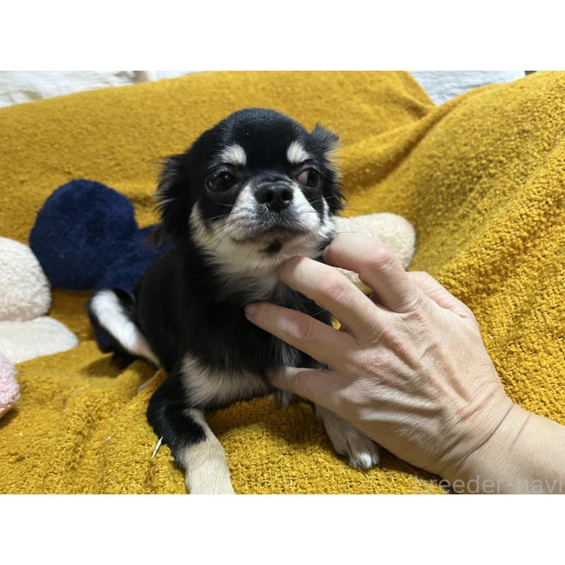 販売中の福岡県のチワワ(ロングコート)-430896