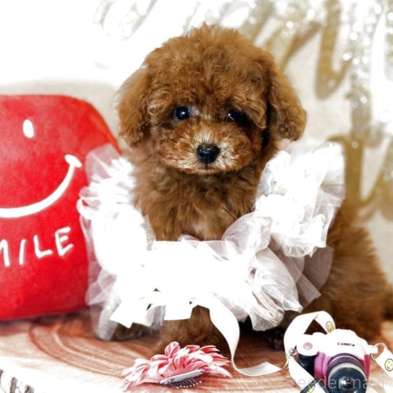 販売中の東京都のティーカッププードル-431332