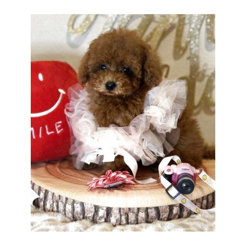 販売中の東京都のティーカッププードル-431332の5枚目