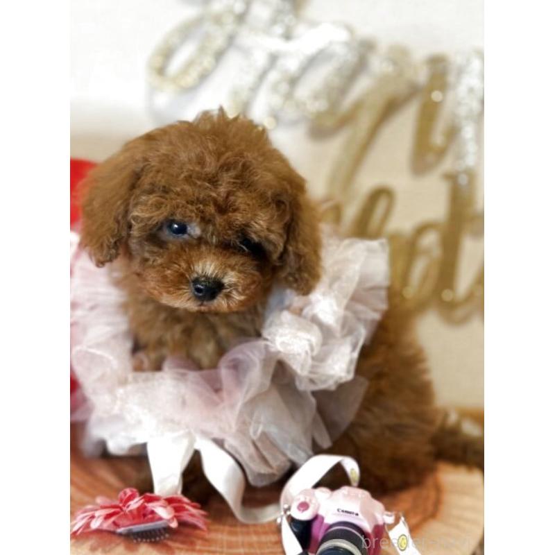 販売中の東京都のティーカッププードル-431332の4枚目