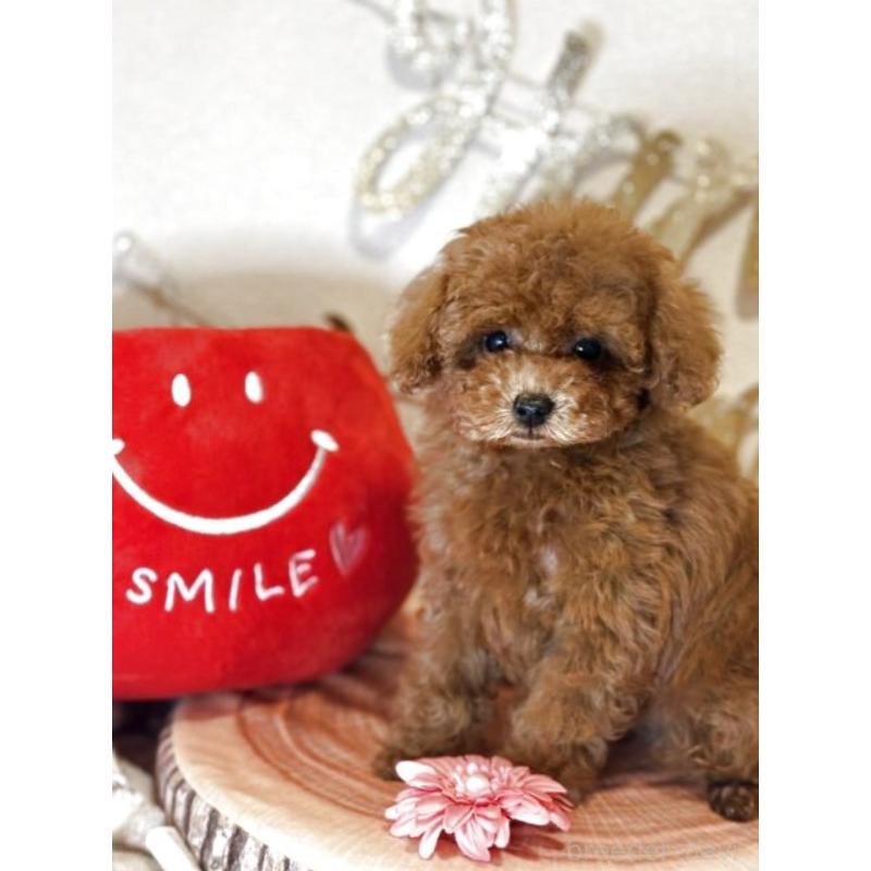 販売中の東京都のティーカッププードル-431332の3枚目