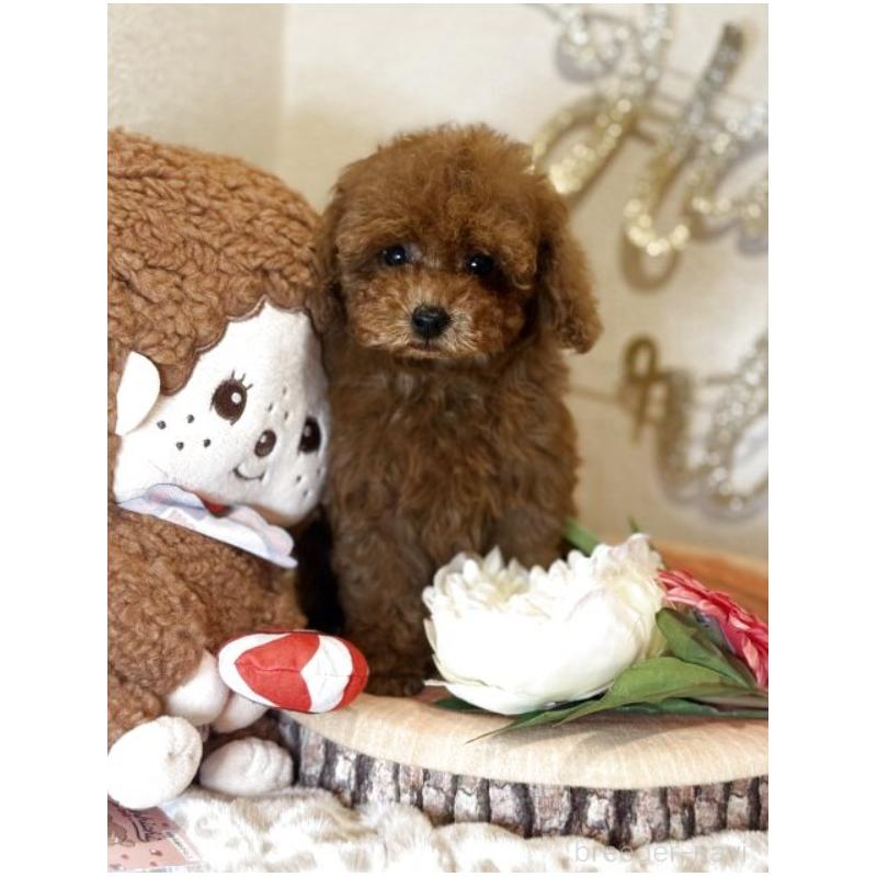 販売中の東京都のティーカッププードル-431332の2枚目