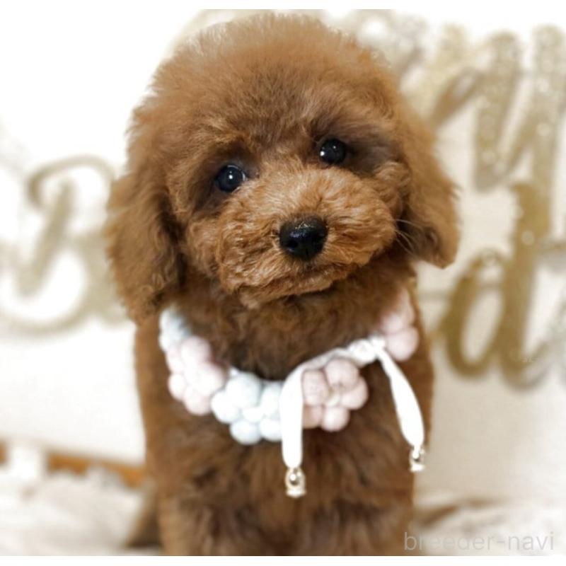 販売中の東京都のタイニープードル-431331の1枚目