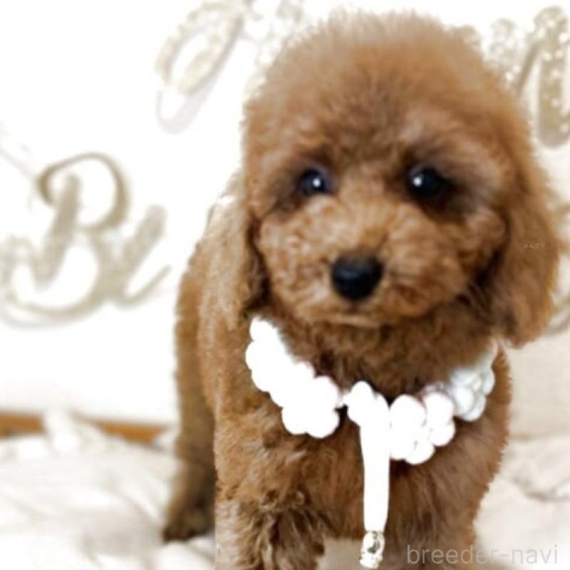 販売中の東京都のタイニープードル-431331の5枚目